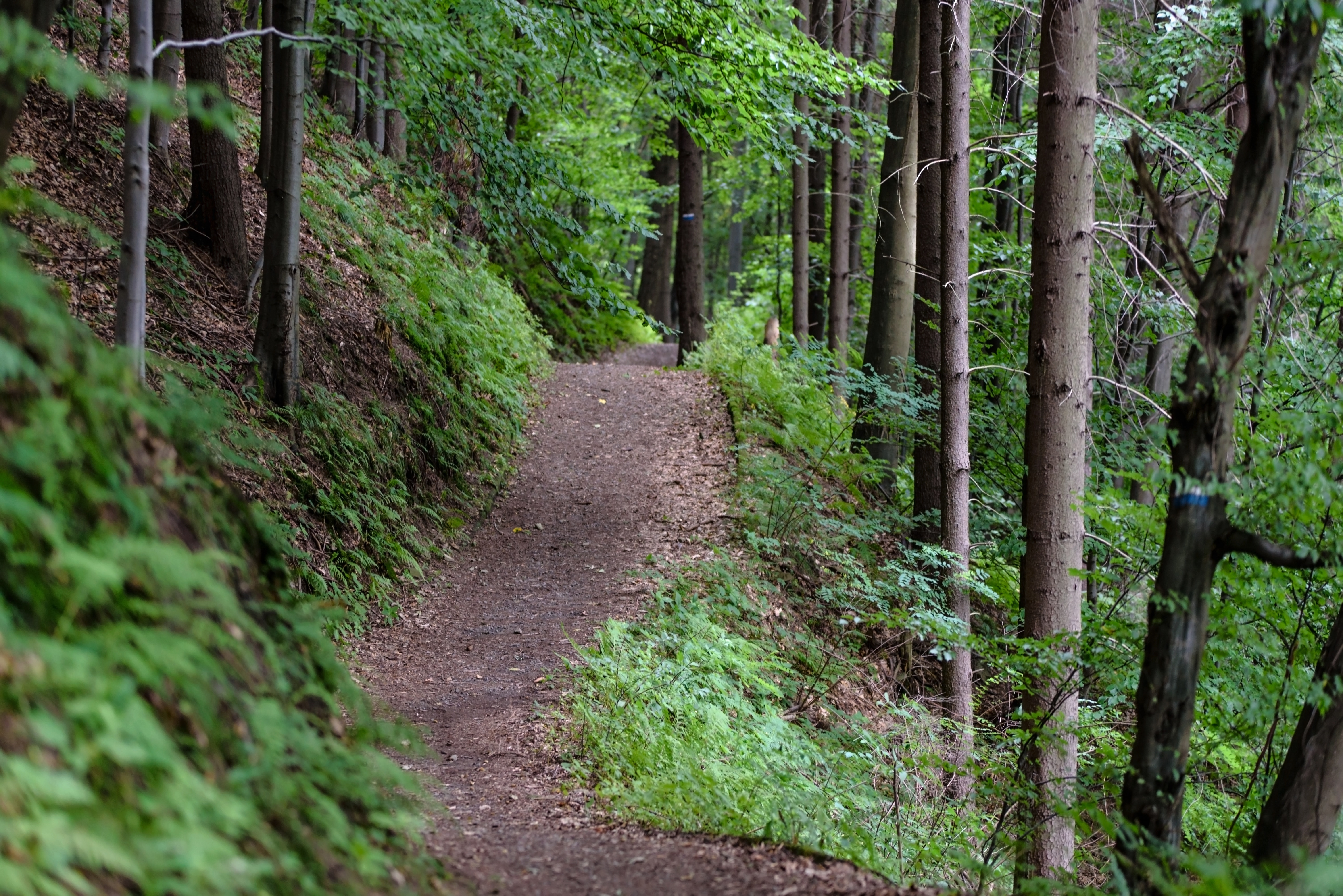 A dirt trail lined by tress on either side